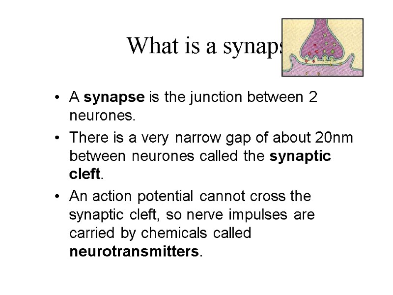 What is a synapse? A synapse is the junction between 2 neurones. There is